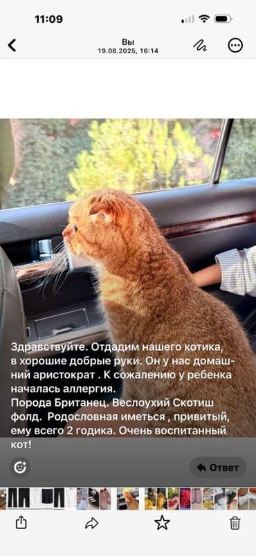 сибирская вислоухая кошка: Скотиш Фолд (Шотландская вислоухая), 2 года, Мальчик, Рыжий, С документами — 3