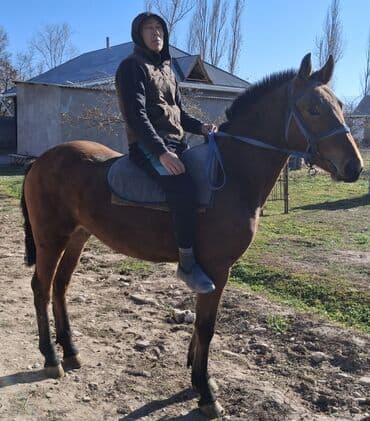 продажа арабских лошадей: Продаю | Жеребец | Полукровка | Для разведения, Рабочий, Конный спорт — 2