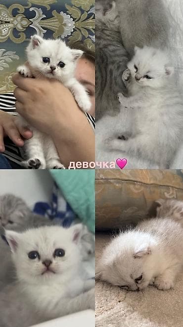 Мышыктар: Скотиш Страйт (Шотландиялык тик кулактуу), 1 айлык, Ургаачы, Күмүш өңдүү шиншилла, Лотокко барууга үйрөтүлгөн — 7