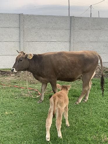 бенгальские кошки цена бишкек: Продаю | Корова (самка) | Полукровка | Для молока | После отела — 1