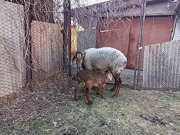 швиц бычки: Продаю | Овца (самка), Ягненок | Арашан | Для разведения | Матка — 3