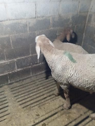 Продаю | Ягненок | Арашан | Для разведения | Племенные at lalafo.kg Продаю | Ягненок | Арашан | Для разведения | Племенные