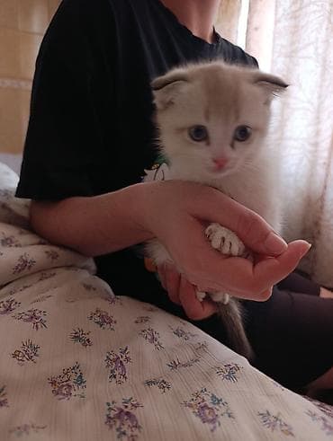бенгальский котёнок: Продам котят мама вислоухая. проглиставаны,кушают всё,к лотку — 1