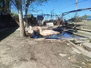 утки шипуны: Мускусные утки (индоутки), светлый окрас. - Порода: мускусная утка. - — 2