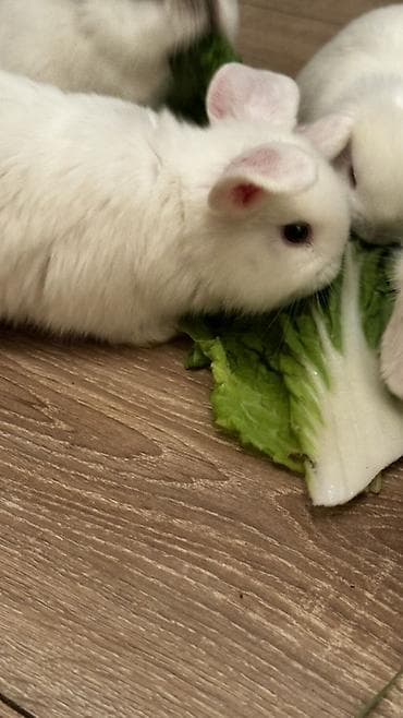 Декоративные кролики: Минилопы белые 1800, Львиноголовые 1200. Кролики декоративные — 4