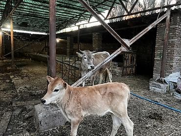 собака жалал абад: Сатам | Уй (ургаачы) | Көбөйтүү үчүн | Байланган — 8