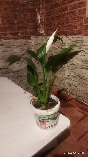 Пеларгония (герань)