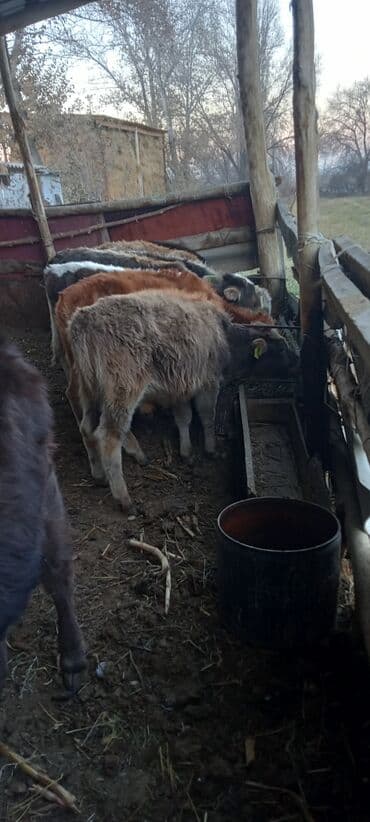 Собаки: Продаю | Бык (самец) | Привязанные — 4