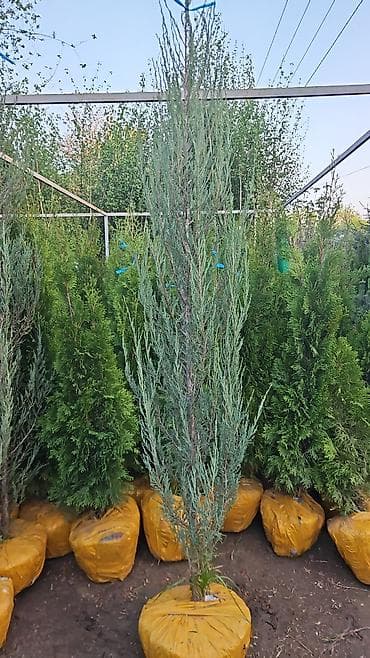 вечный спичка: Газонные семена и почвосмеси для газона - Марки: Green Field — 8