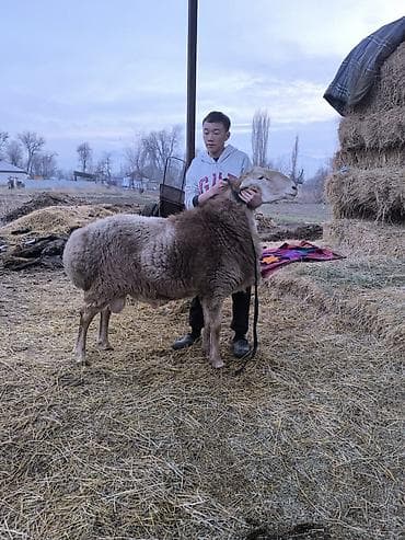 чистокровный лошадь: Продаю | Баран (самец) | Для разведения | Осеменитель — 3