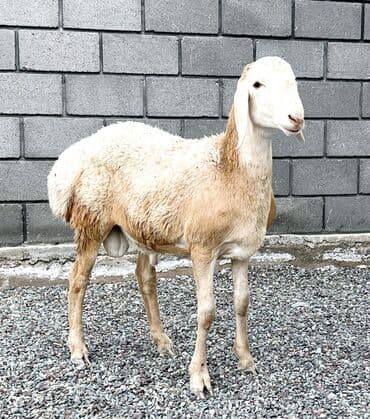 продажа щенков немецкой овчарки в бишкеке с документами: Продаю | Овца (самка), Ягненок, Баран (самец) | Гиссарская, Арашан | Для разведения | Племенные, Котные, Осеменитель — 1