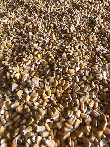 силос кукрузный: Продаю рушенную кукурузу 
Через ток пройдена сухая 
25 — 1