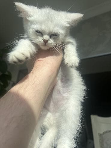 русская голубая кошка: Британский котёнок серебристого окраса (chinchilla/silver shaded). - — 10