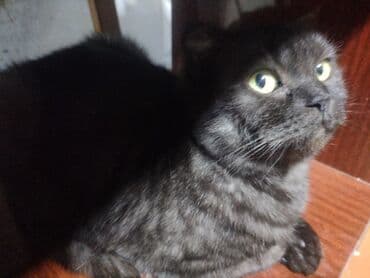 Мышыктар сатылат: Ангор, 10 айлык, Ургаачы, Ак, Лотокко барууга үйрөтүлгөн — 9