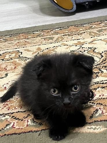 котята простые: Скотиш Фолд (Шотландская вислоухая), 1 месяц, Девочка, Черный, Приучена к лотку — 3