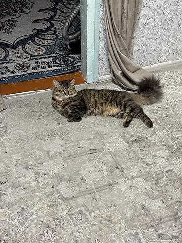 куда можно отдать ненужные вещи: Отдам бесплатно кота мейн-Кун 6 месяцев.К лотку приучен.У кота мать — 1