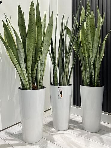 комнатные цветы даром: Бесплатная доставка по городу 🚗 Сан - Себастьян крупное растение 🪴 — 2