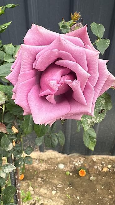 день сяпина: Требуется лепщик хошанов с опытом работы без опыта прошу не беспокоить — 1