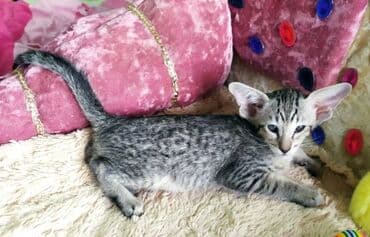 новорожденные котята: Ориентальная, 2 месяца, Мальчик, Рыжий, Приучена к лотку, Проглистована, С документами — 1