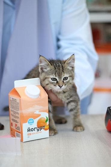 черепаховая кошка: Кошка даром: Сибирская, 2 месяца, Мальчик — 4