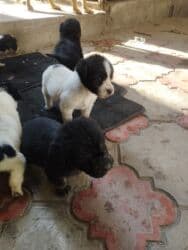 животные в добрые руки: Дворняшки 7 октября родились .даром . район турбазы Бишкек.мама и — 1
