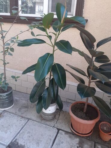 бишкек елка 2024: Фикустар — 7