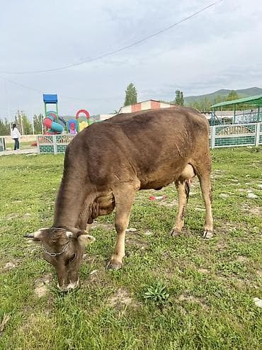 дойная карова: Продаю | Корова (самка) | Для молока — 1