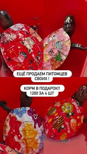 Акватеррариумные черепахи с разукрашенными панцирями (декор). Разные at lalafo.kg Акватеррариумные черепахи с разукрашенными панцирями (декор). Разные