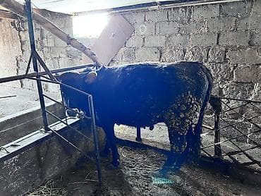 Аквариумы: Продаю | Тёлка | Алатауская | На забой, Для разведения, Для молока — 2