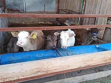 шотландская кошка цена бишкек: Продаю | Бык (самец), Музоо, торпок | Ангус, Алатауская, Швицкая | На откорм, На забой, Для разведения | Племенные, Искусственник — 6