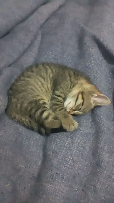 домики для котят: Котёнок табби окраса, спящий на синем пледе. Шерсть с полосатым узором — 1