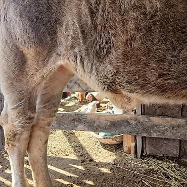 продаю быки: Продаю | Музоо, торпок | На откорм | Привязанные — 3