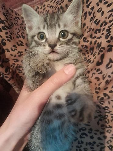 черные кошки: Котята из одного помёта - Окрас: один полностью чёрный, второй — 4