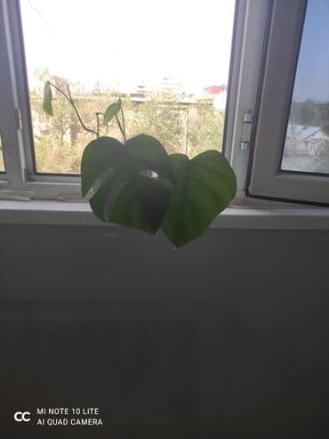 растения для аквариума: Комнатные растения в горшках: 1) Хлорофитум (Chlorophytum comosum) — — 4