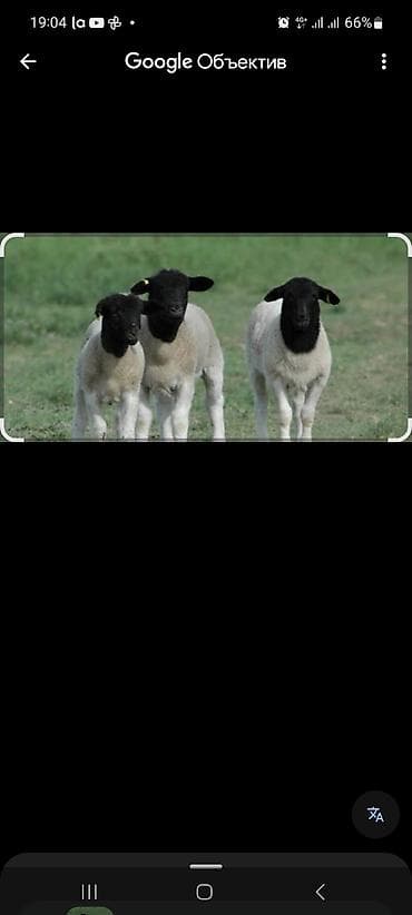 продаю телок: Продаю | Ягненок | Для разведения | Племенные — 1