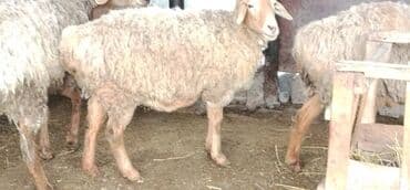 гусь купить: Продаю | Овца (самка) | Для разведения — 3