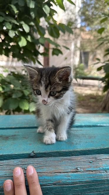 каракол кошка: Котёнок, очень красивый спокойный его помыть и все будет отличным — 1