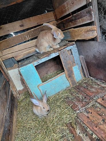 кролики: Продаю | Крольчата | Для разведения — 5
