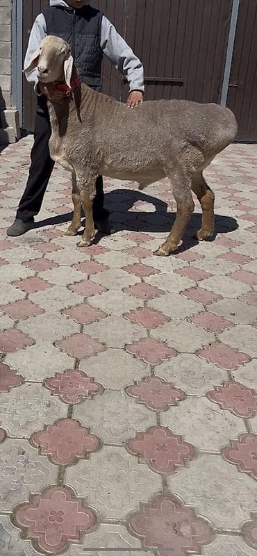 Продаю | Баран (самец) | Для разведения | Племенные