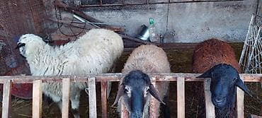 баран гисарский: Продаю | Баран (самец) | Для разведения — 2