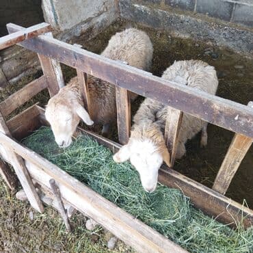 купить породистую собаку: Продаю | Ягненок | Полукровка | Для разведения — 1