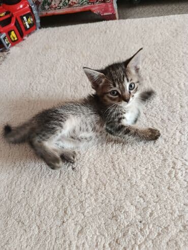 Кошки: 2 месяца, Девочка — 3