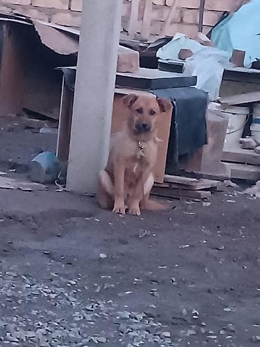 романский баран: Собака даром: Бельгийская овчарка, 5 месяцев, Самка — 2