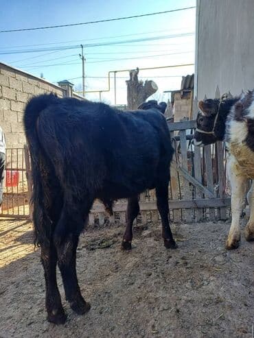 дойных коров: Продаю | Музоо, торпок | На откорм | Привязанные — 4