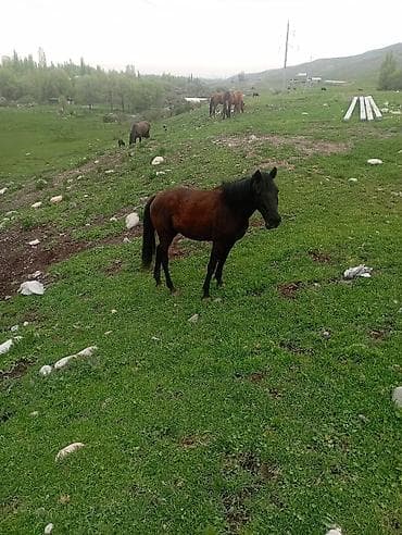 кобыла на забой: Продаю | Кобыла (самка) | Для разведения — 2