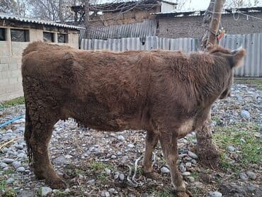 Собаки: Продаю | Корова (самка) | Для молока | Нетель — 3