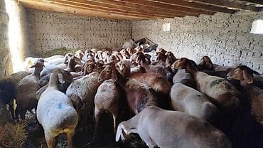 немецская овчарка: Продаю | Овца (самка) | Для разведения | Матка — 2