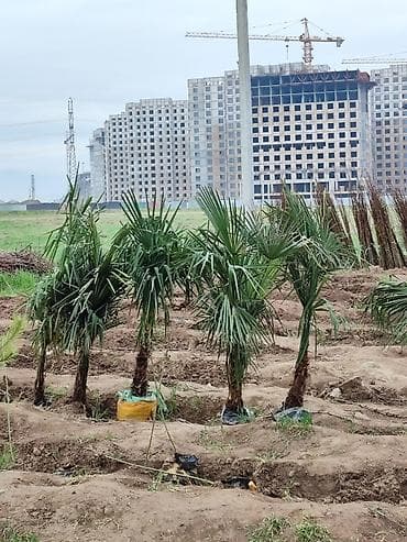 Ассалому алейкум!🔥🔥🔥🔥🔥🔥 срочно срочно срочно оптом сатылат 2000 сомдон — 1
