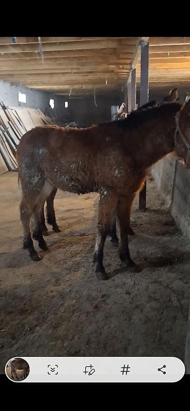 Иттер: Молодые мулаки (гибрид лошади и осла). - Окрас: рыжий/бурый, темная — 3