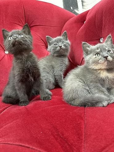 Мышыктар: Породасыз, 2 айлык, Эркек, Боз, Лотокко барууга үйрөтүлгөн — 5